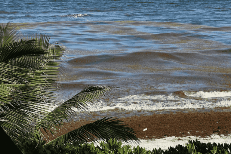 Ocean View