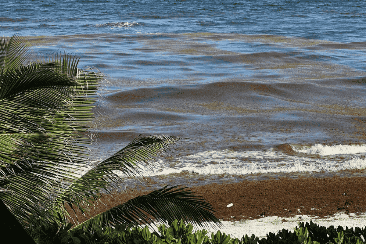 Ocean View